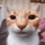 Rozlili
